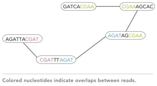 Metagenome Assembly - Part1：基于德布莱英图（De Bruijn graph）的宏基因组de novo拼接